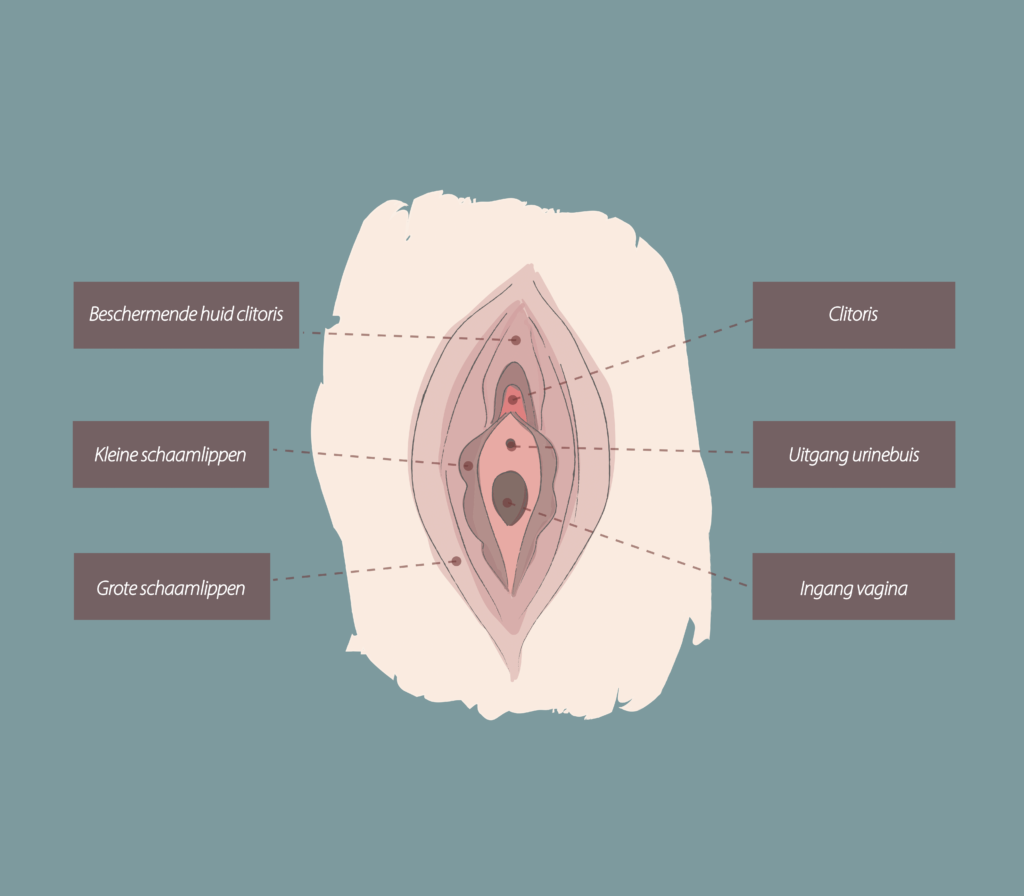 Uitleg anatomie van de vagina ten behoeve van een labiacorrectie